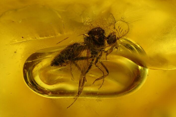 Fossil Fly (Diptera) In Baltic Amber #128311